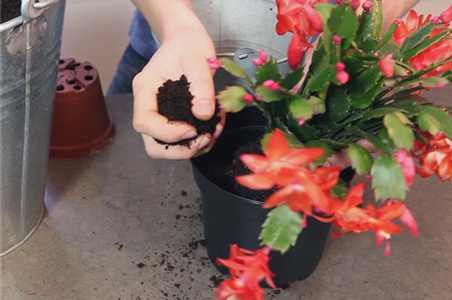 WEIHNACHTSKAKTUS - EINPFLANZEN IN EIN GEFÄß WEIHNACHTSKAKTUS - EINPFLANZEN IN EIN GEFÄß