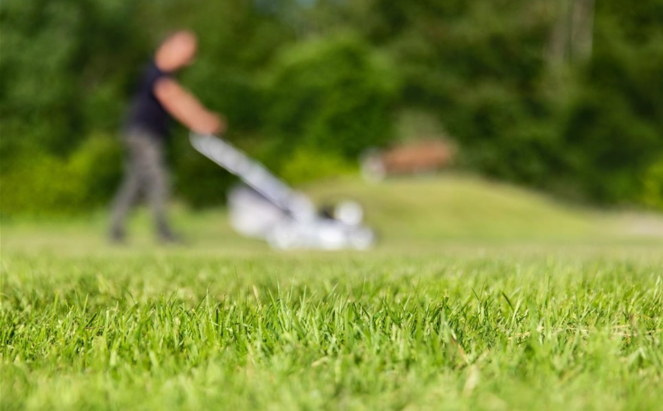 Ratgeber - Rasenaussaat leicht gemacht.