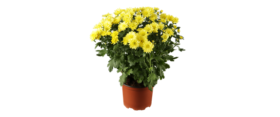 EIN KUNTERBUNTER HERBST! EIN KUNTERBUNTER HERBST!