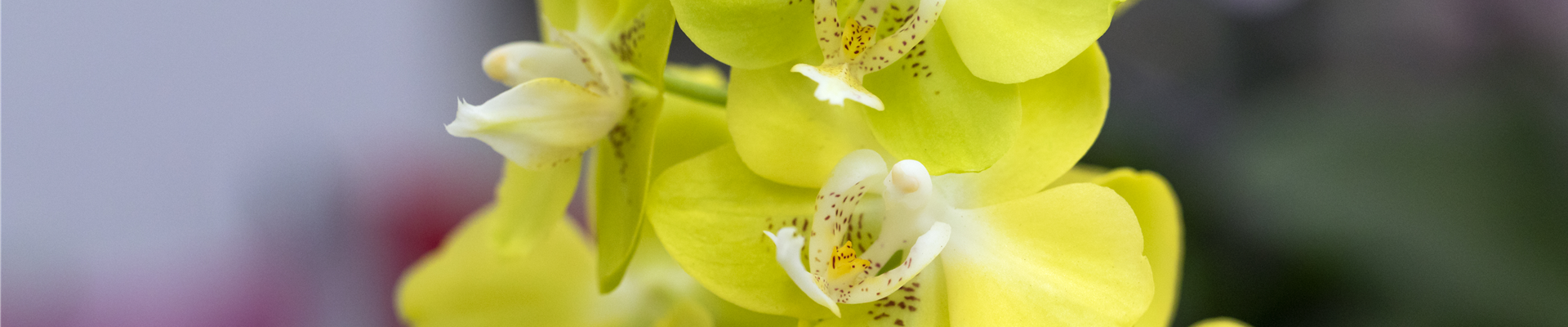 Phalaenopsis 'Sogo Moimi'