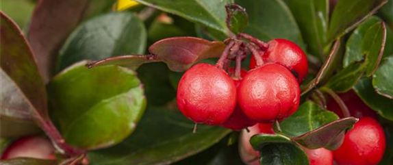 DIE SCHEINBEERE DIE SCHEINBEERE