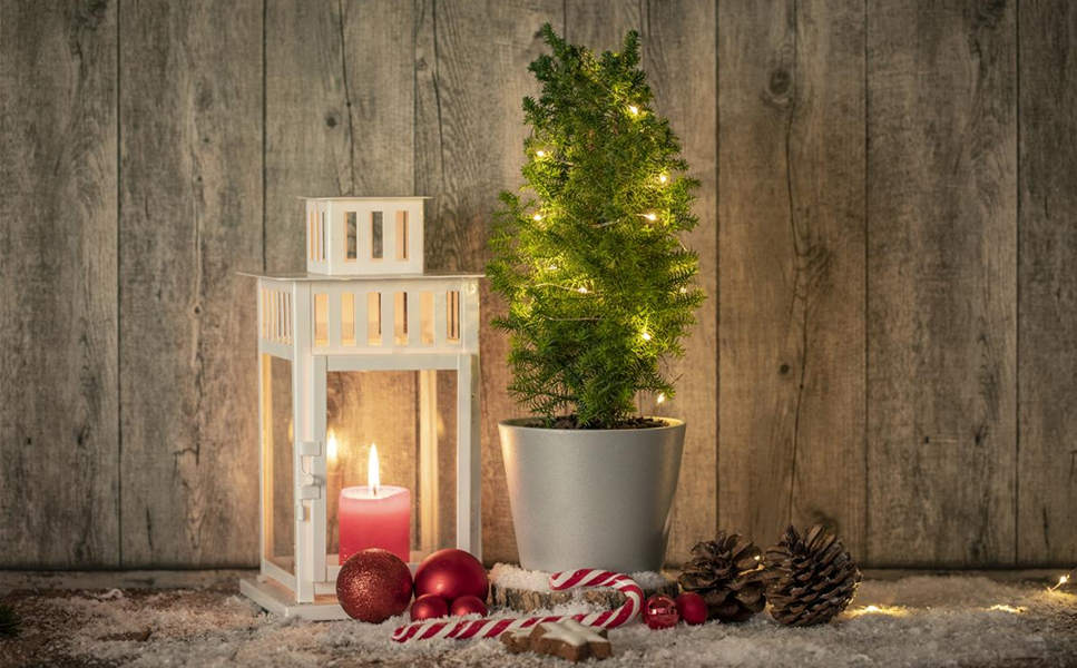 Beleuchtung macht's! - Lichtblicke im Winter-Garten