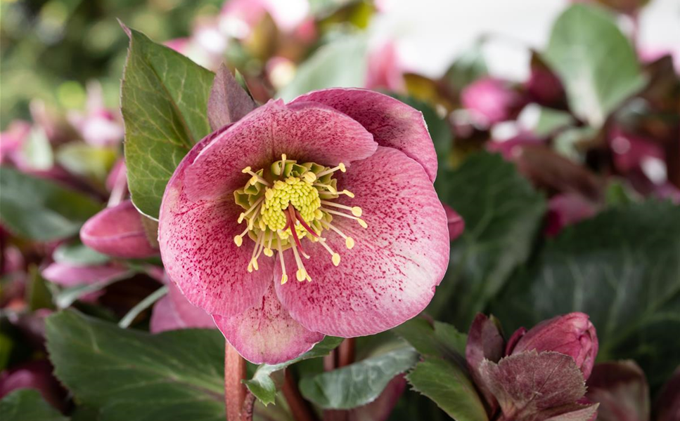 Winter - Jetzt wird's Winter